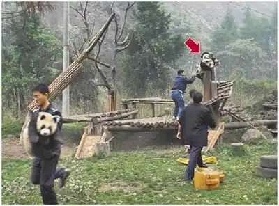 Спасение панд после землетрясения в Японии (19 фото)