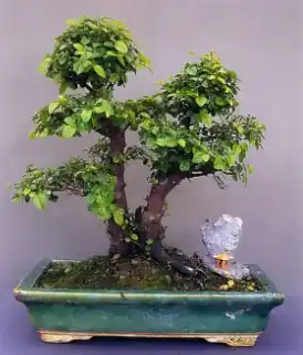 Бонсай - дерево в миниатюре