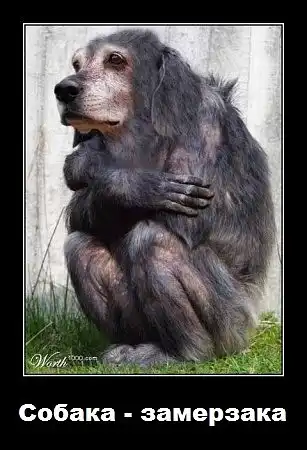 Картинки в чёрной рамочке на тему "Собака-улыбака"