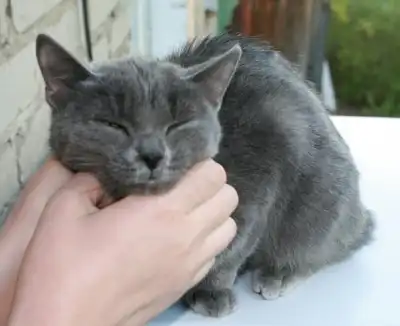 Ласковая дымчатая короткошерстная кошка