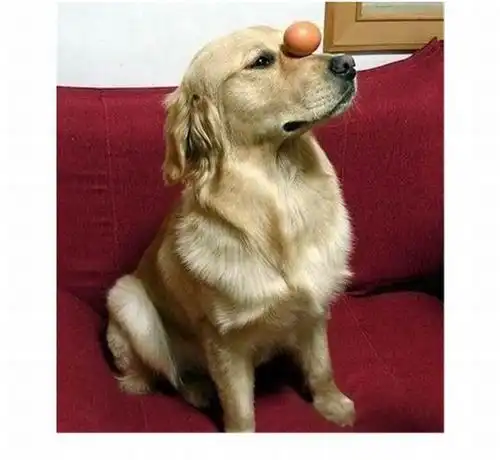 Собака с чувством баланса