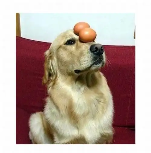 Собака с чувством баланса