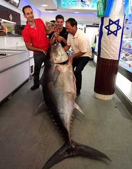 Огромный тунец