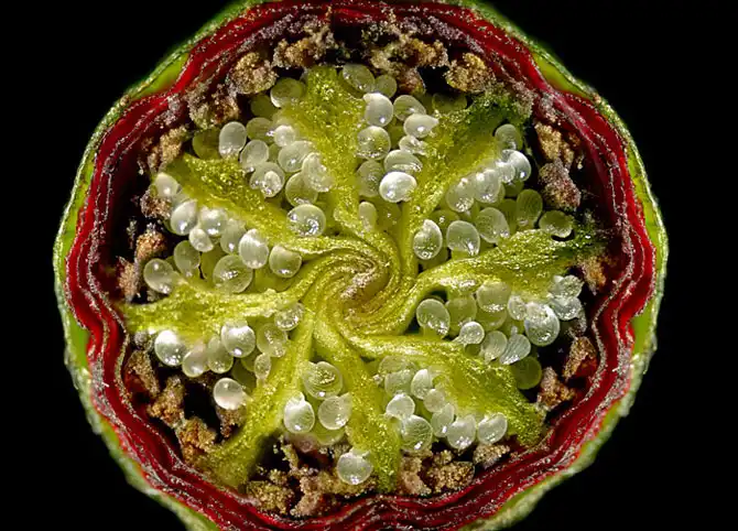 Завораживающие макрофото