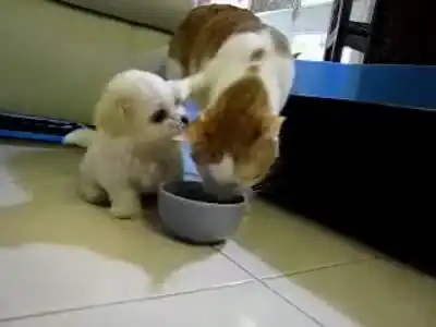 Щенок достает кота во время еды