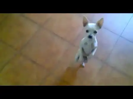 Chihuahua dancing the flamenco