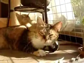 Котенок требует внимания своей мамы