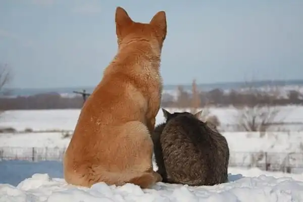 Кот и собака – лучшие друзья