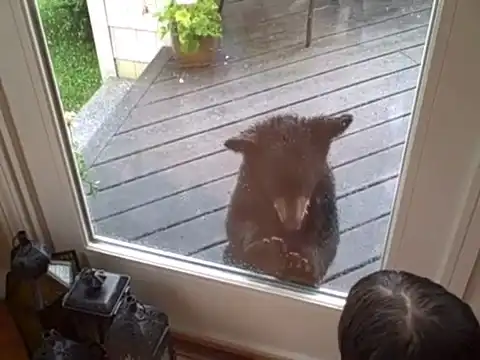 Медвежонок пришел в гости к коту