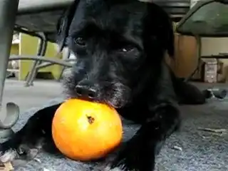Прикольная собака жует апельсин