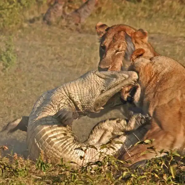 Борьба крокодила с тремя львицами