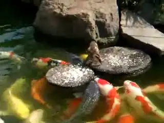 Утёнок кормит рыб