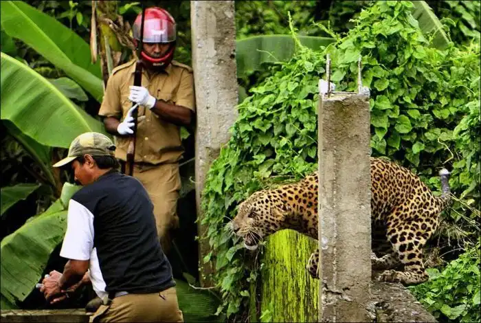 Нападение дикого леопарда на людей в Индии