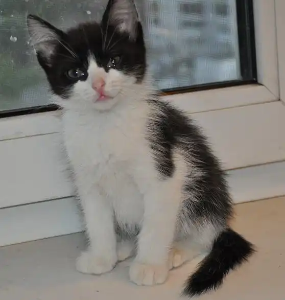 Бело-чёрный котёнок - 1,5 месяца.