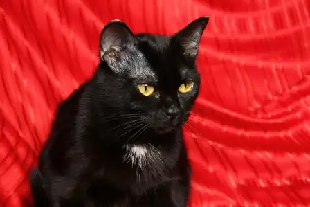 Марлен - черная кошка с огромными желтыми глазами - воплощение грации и естественной красоты..