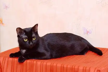 Марлен - черная кошка с огромными желтыми глазами - воплощение грации и естественной красоты..