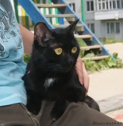 Красавица-кошка, черная пантера в самые добрые руки!
