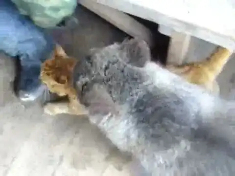 Медвэд vs. Котэ