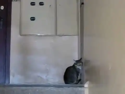 Кот взломщик