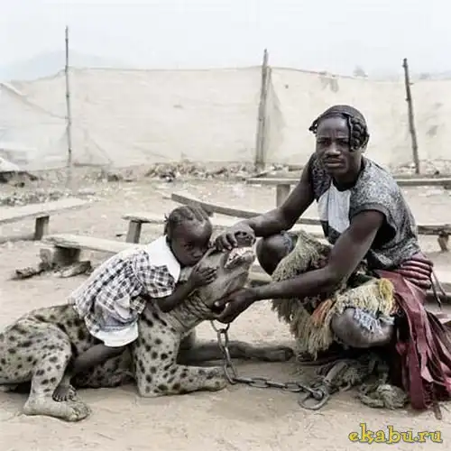 Африканские домашние животные