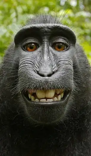 Прикольная обезьянка нафотографировала сама себя