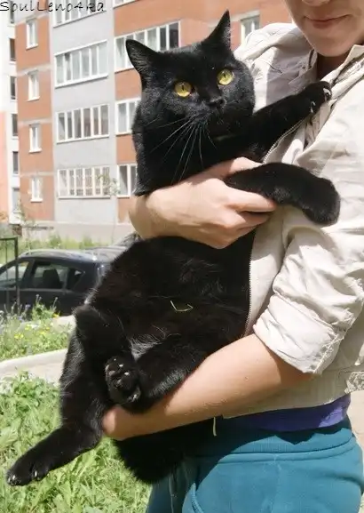 Крупный Кот. >6 кг;)