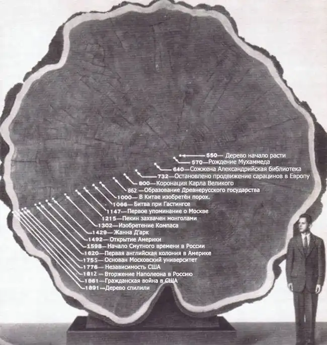 Годовые кольца дерева, которое прожило 1300 лет