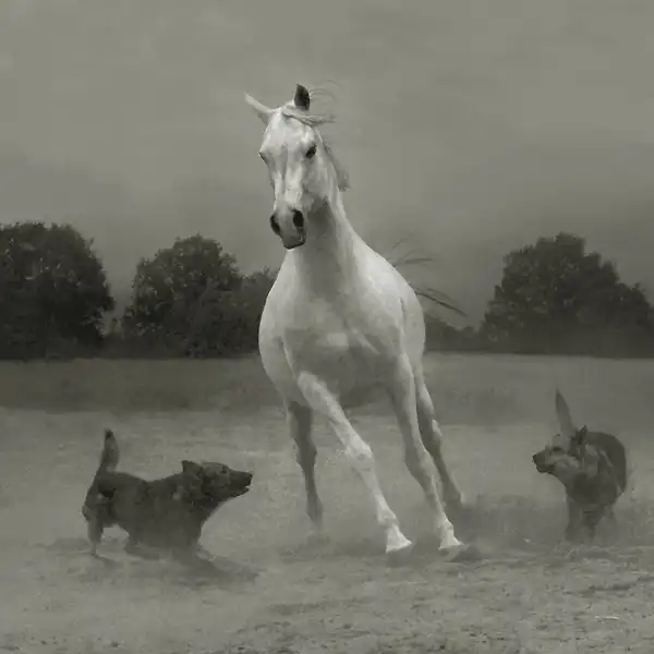 Фотограф Wojtek Kwiatkowski. Фотографии лошадей.