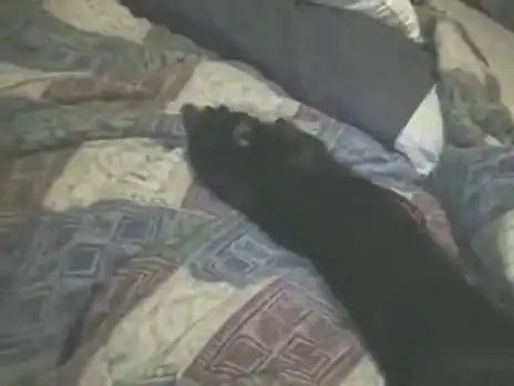 Кот, который не хотел вставать