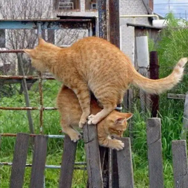 Неуступчивые коты на узком заборе