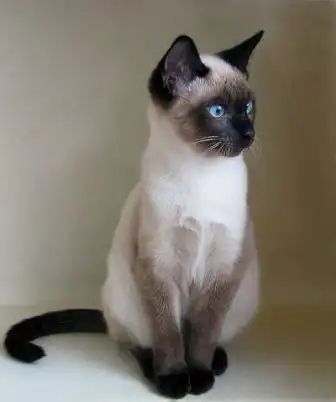 Пристрою годовалую кошку Читу, похожа на сиамскую