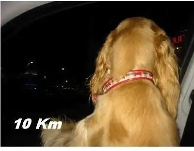 Собака любит большие скорости.Супер!