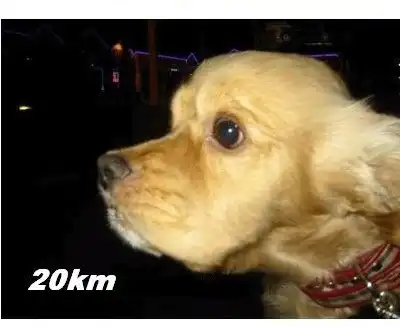 Собака любит большие скорости.Супер!