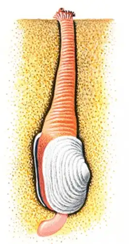 Гуидак или роющий моллюск