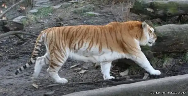 Редкий золотой тигр