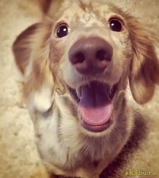 Забавные животные