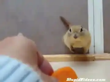 Белки Борются за морковку