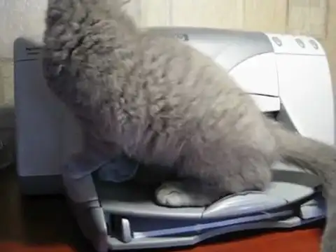Принтер vs Кот
