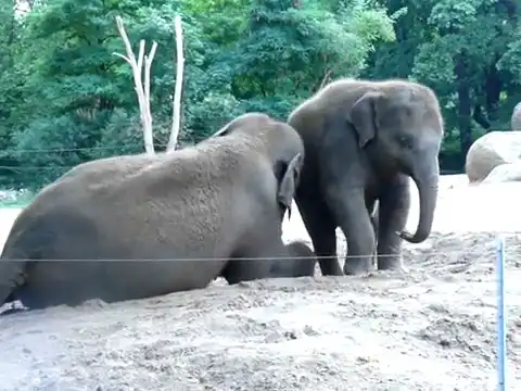 Маленький слоненок очень хочет поиграть