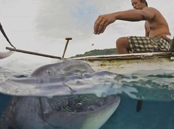 Китовые акулы на Филиппинах