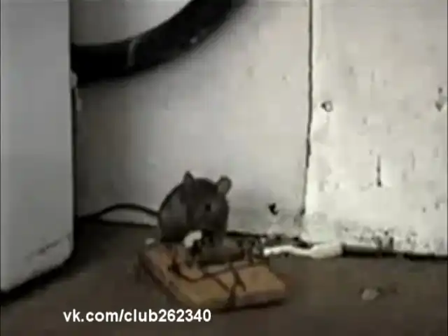 Мышь - читер!