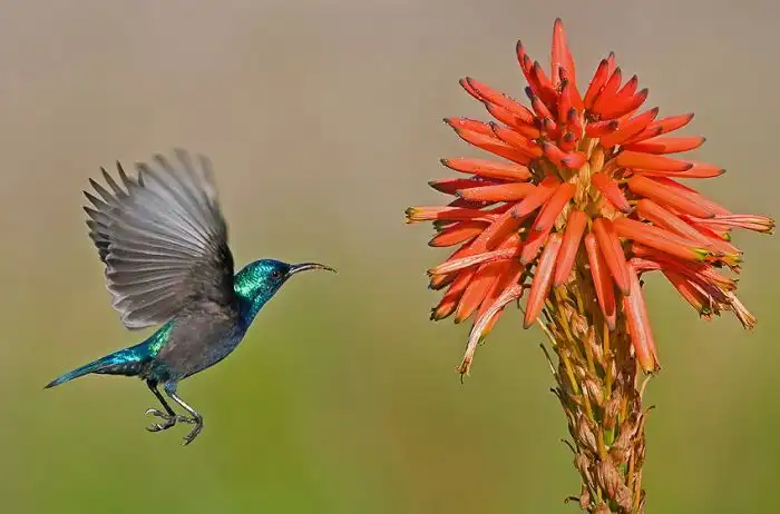 Красивые фотографии птиц