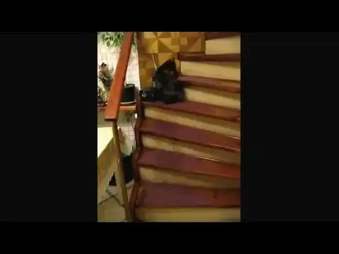 Кот поднимается по лестнице, танцуя вальс