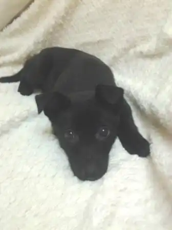 Срочно ищет хозяина!