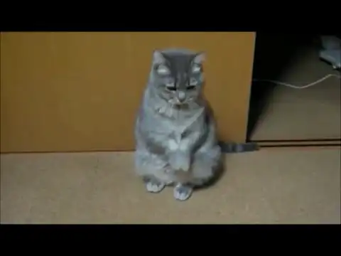 Прикольный кот покажет вам мастер класс в танце