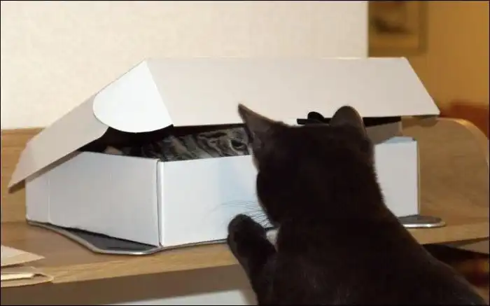 Два кота и всего лишь одна коробка (мини пост)