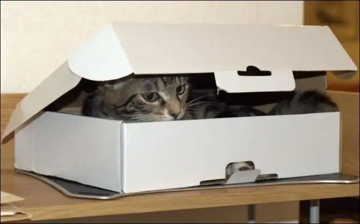 Два кота и всего лишь одна коробка (мини пост)