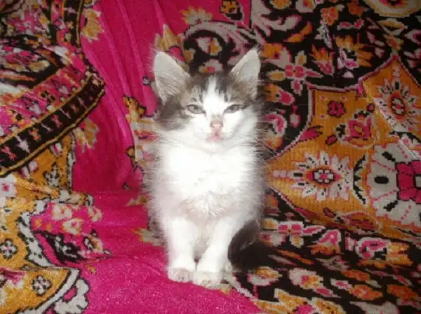 Отдам в хорошие руки котёнка