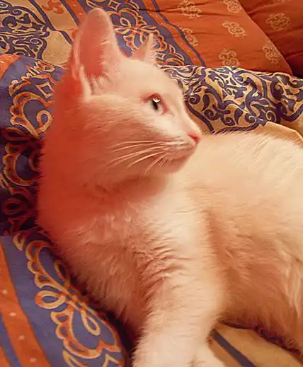 Белый котенок Широ, возраст 4-6 месяцев.