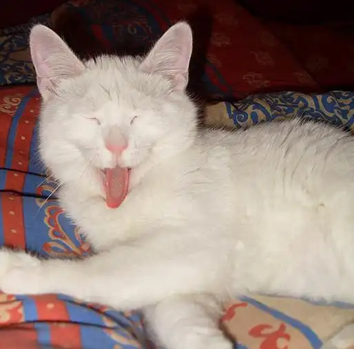Белый котенок Широ, возраст 4-6 месяцев.
